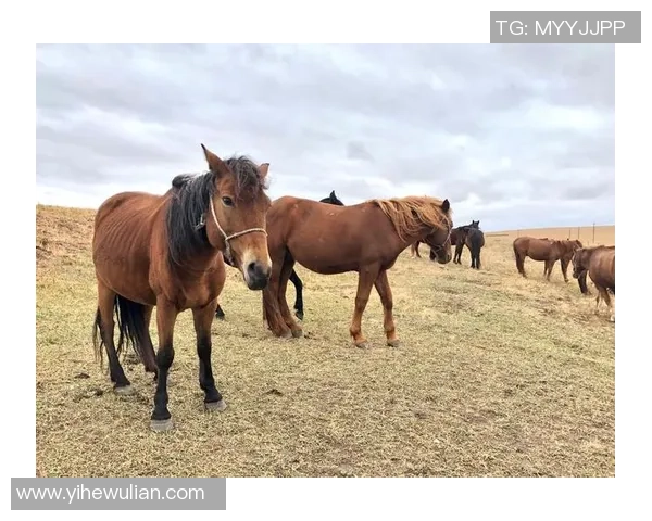赛后分析:西安乒乓球队与成都乒乓球队的战术意识与表现对比 赛后分析:西安乒乓球队与成都乒乓球队的战术意识与表现对比